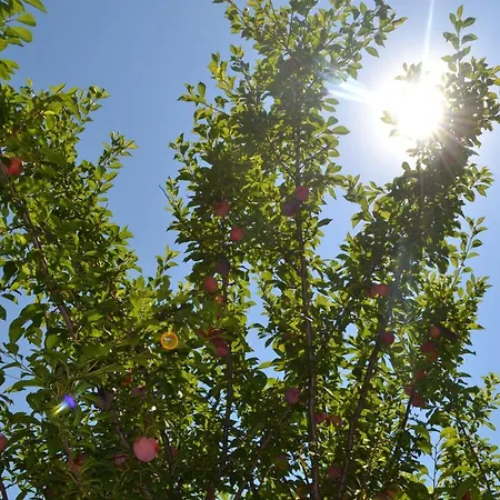 לינה וארוחת בוקר Into The Wild Green *